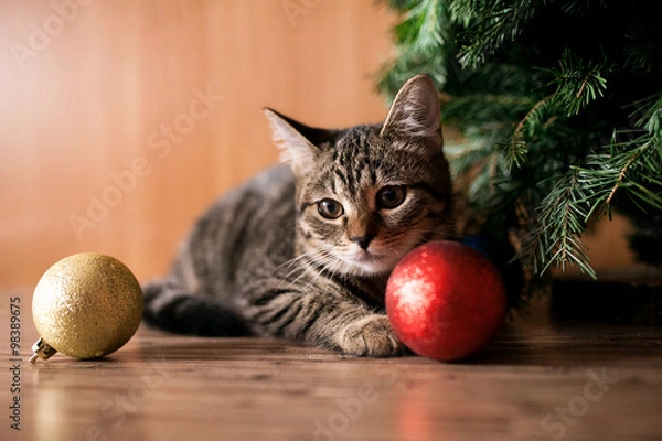 Obraz Holiday time with cat