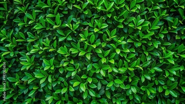 Obraz Small green leaves texture background with beautiful pattern. Clean environment. Ornamental plant in the garden. Eco wall. Organic natural background. Many leaves reduce dust in the air.