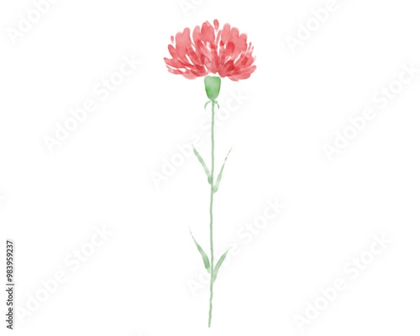 Fototapeta 水彩の赤いカーネーションのイラスト　手描き　水彩画