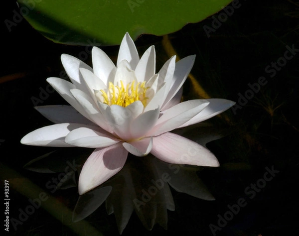 Obraz water lily