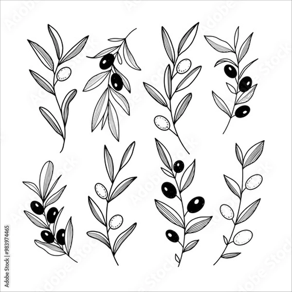 Obraz Hand drawn branches of ripe olives. Vector illustration