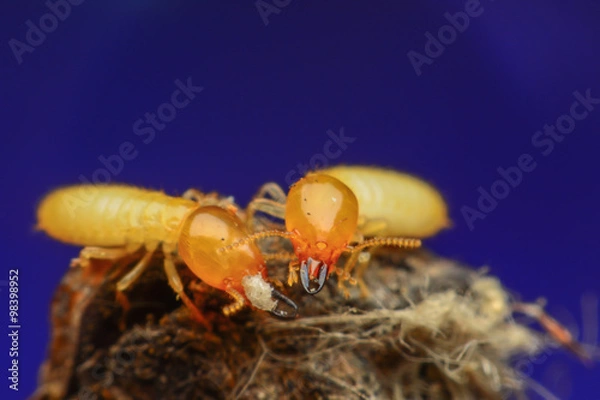 Obraz Termite on brushwood