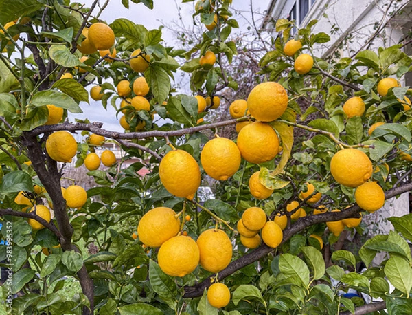 Fototapeta Lemon tree with ripe fruits