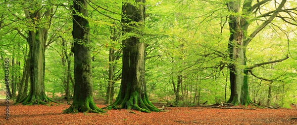 Fototapeta Green Forest of Mighty Old Beech Trees with Moss Covered Roots