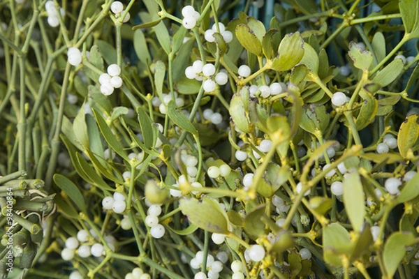 Obraz Mistletoe Background