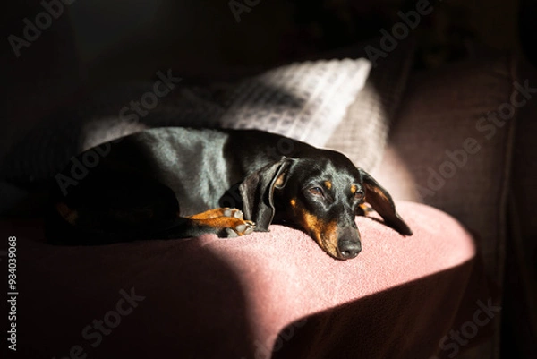 Obraz Dachshund napping in the sun on the sofa