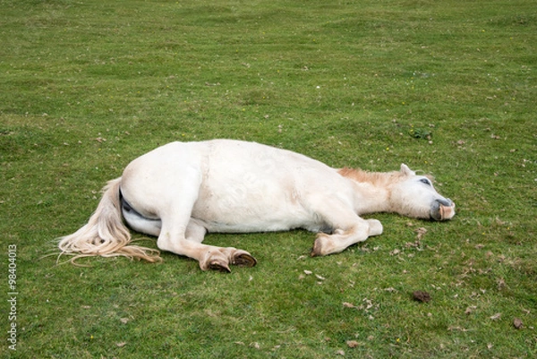 Obraz Sleeping White Horse