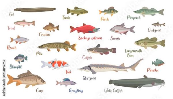 Obraz Flat set of fresh water fish. Isolated fish on white background. Vector illustration