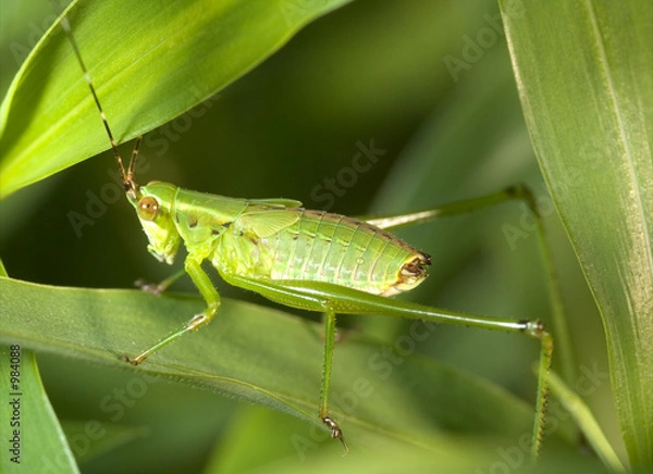 Fototapeta grasshoper nymph