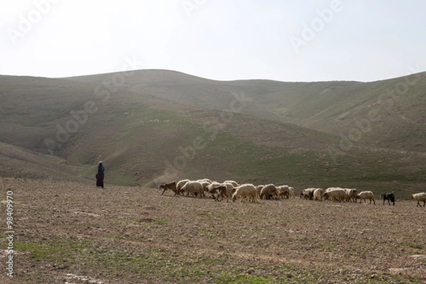 Obraz Sheep