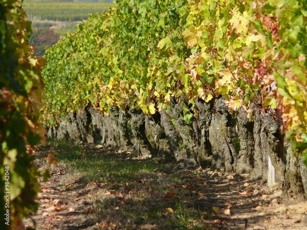 Obraz vigne 8