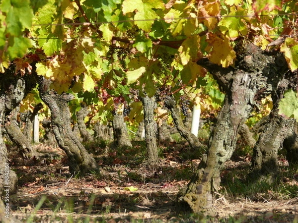 Obraz vigne 2