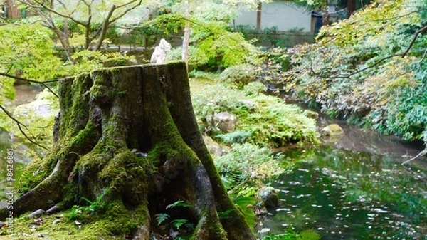 Obraz 京都の日本庭園