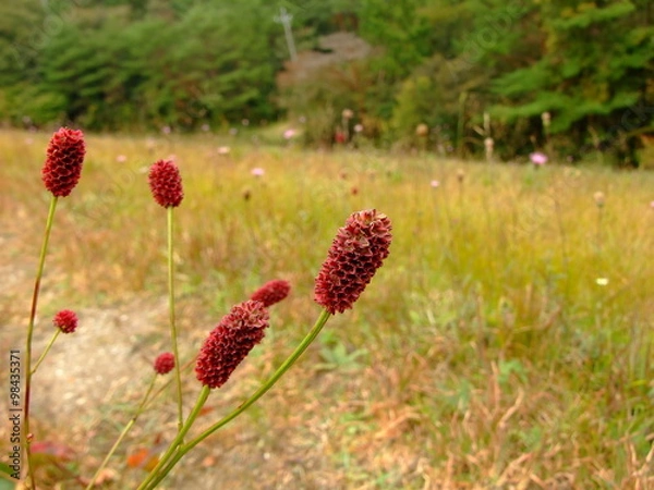 Obraz ワレモコウ