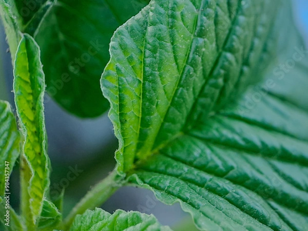 Obraz vibrant green leaves with intricate veins and textures.