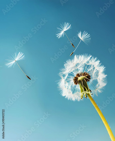 Fototapeta Dandelion blowing in the wind close up with blue sky background