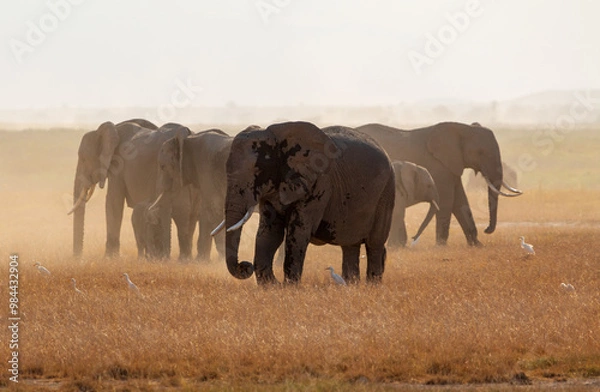 Fototapeta Herd of Elephants Walking Across Dusty Plains in Amboseli National Park, Kenya – African Wildlife in Natural Habitat