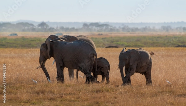 Fototapeta Herd of Elephants with Calves and White Egrets in Amboseli National Park, Kenya – African Wildlife on the Open Plains