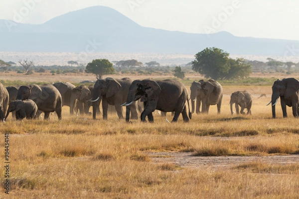 Fototapeta Herd of Elephants in the Open Plains of Amboseli National Park, Kenya with Distant Mountains – African Wildlife in Natural Habitat