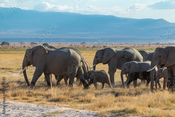 Fototapeta Herd of Elephants in the Open Plains of Amboseli National Park, Kenya with Distant Mountains – African Wildlife in Natural Habitat