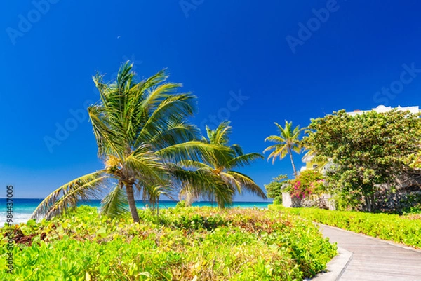 Obraz palm trees on the beach