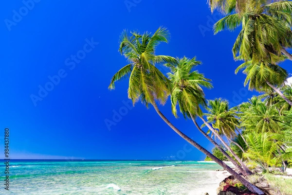 Obraz beach with palm trees
