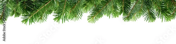 Obraz christmas tree branches isolated