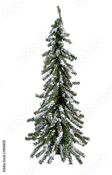 Fototapeta isolated evergreen tree
