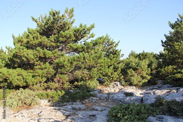 Obraz Vidova Gora, Croatia, year 2013