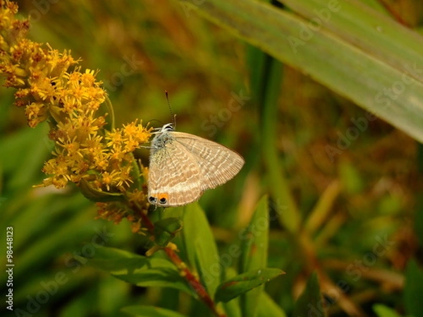 Obraz ウラナミシジミ
