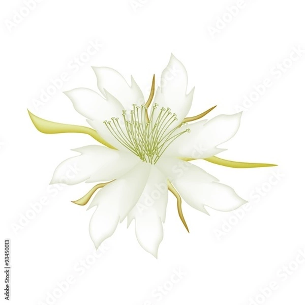 Obraz White Equiphyllum Flowers on A White Background