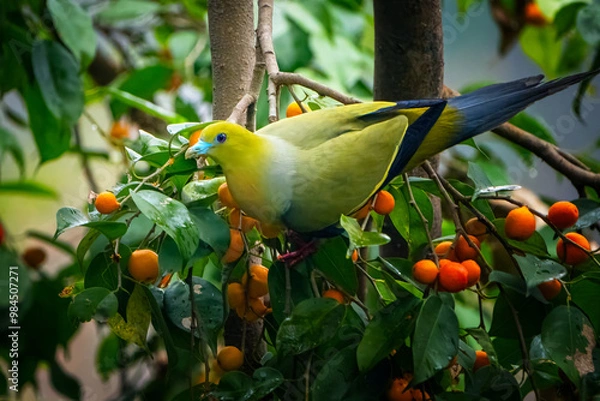 Fototapeta A green pigeon on a branch of a tree