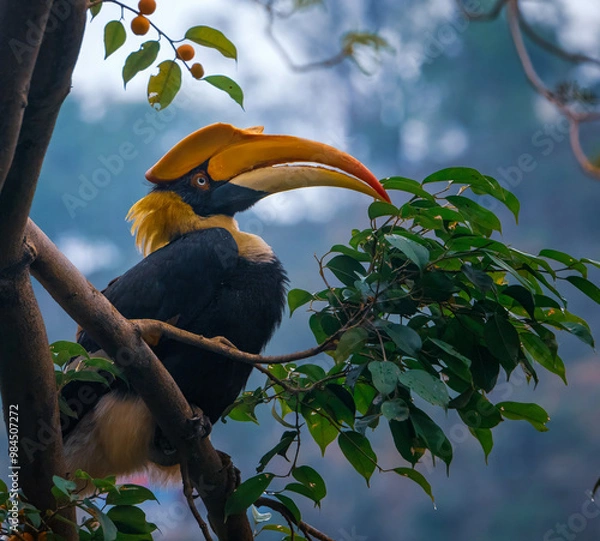 Fototapeta Side profile of a Great Hornbill perched on a tree