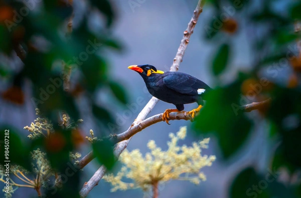 Fototapeta Hill Myna on a tree branch
