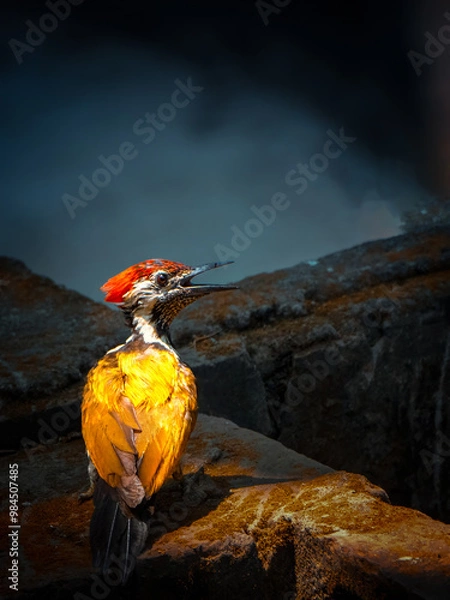 Fototapeta bird sitting on a rock. Flame-back woodpecker with open beaks