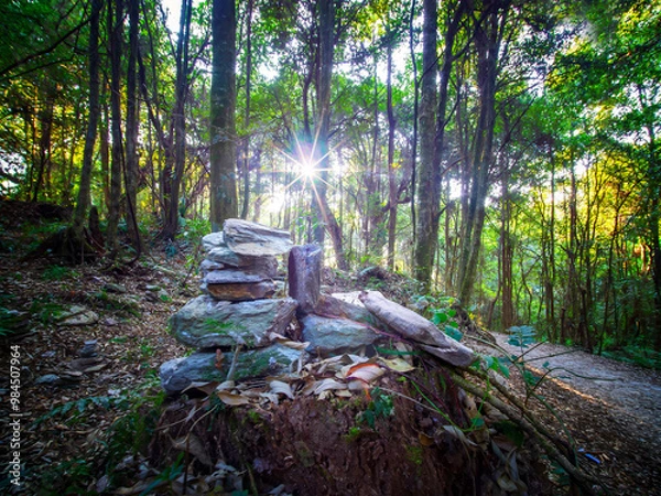 Fototapeta forest in the morning, with sunlight filtering through