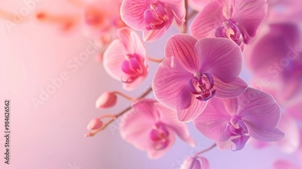 Obraz Pink Orchids in Bloom