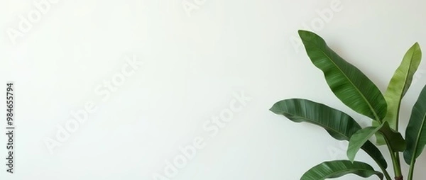 Fototapeta Minimalistic interior with green tree leaves on white wall background