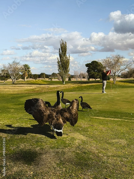 Fototapeta Geese on the Golf Course