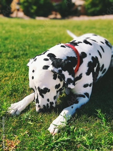 Fototapeta dog on grass