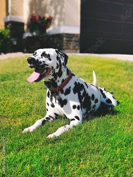 Fototapeta Dalmatian laying in the grass 