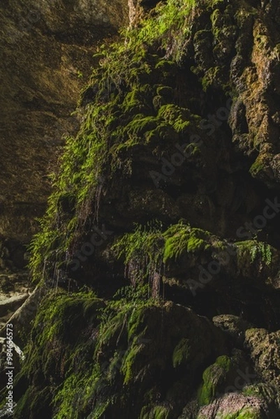 Obraz Moss off mountain/rock  