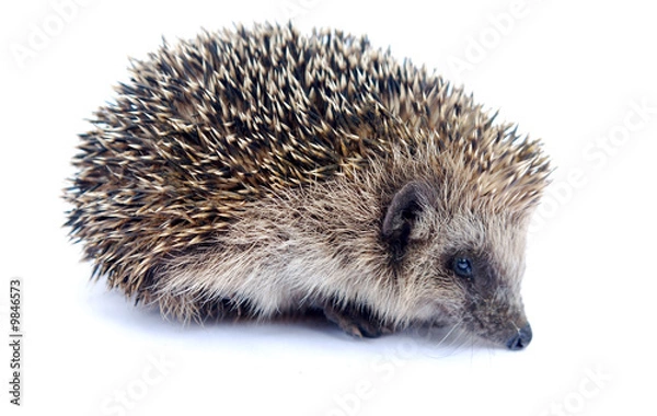 Obraz hérisson