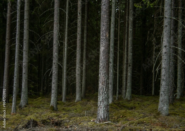 Obraz trees in the forest