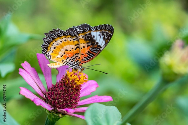 Fototapeta macro of butterfly on zinnia flower (The Leopard Lacewing)