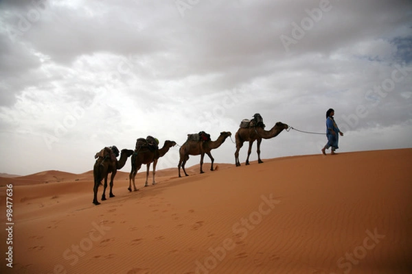 Obraz サハラ砂漠のラクダ