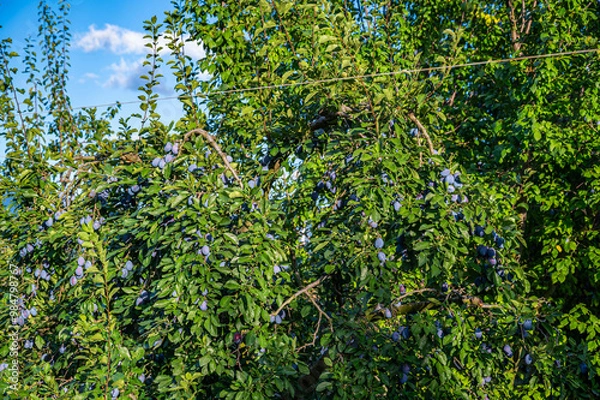 Fototapeta プルーンの木