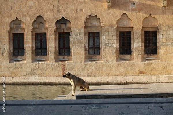Obraz dog on the roof