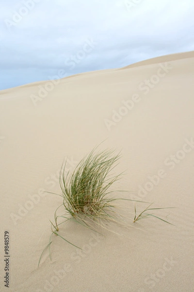 Obraz Wind blown grass on sand dune.
