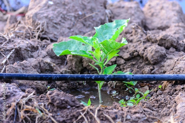 Fototapeta Water irrigation system on eggplant plantation.